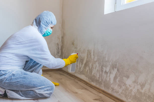 Mold Remediation specialist working in Christmas