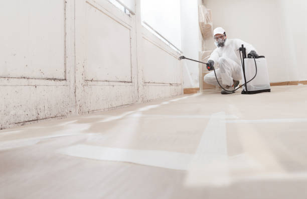 Black mold remediation team in Christmas