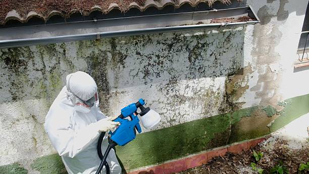 Mold Remediation service in Christmas, Christmas, FL